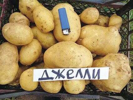 Сорт фиделия картофель характеристика