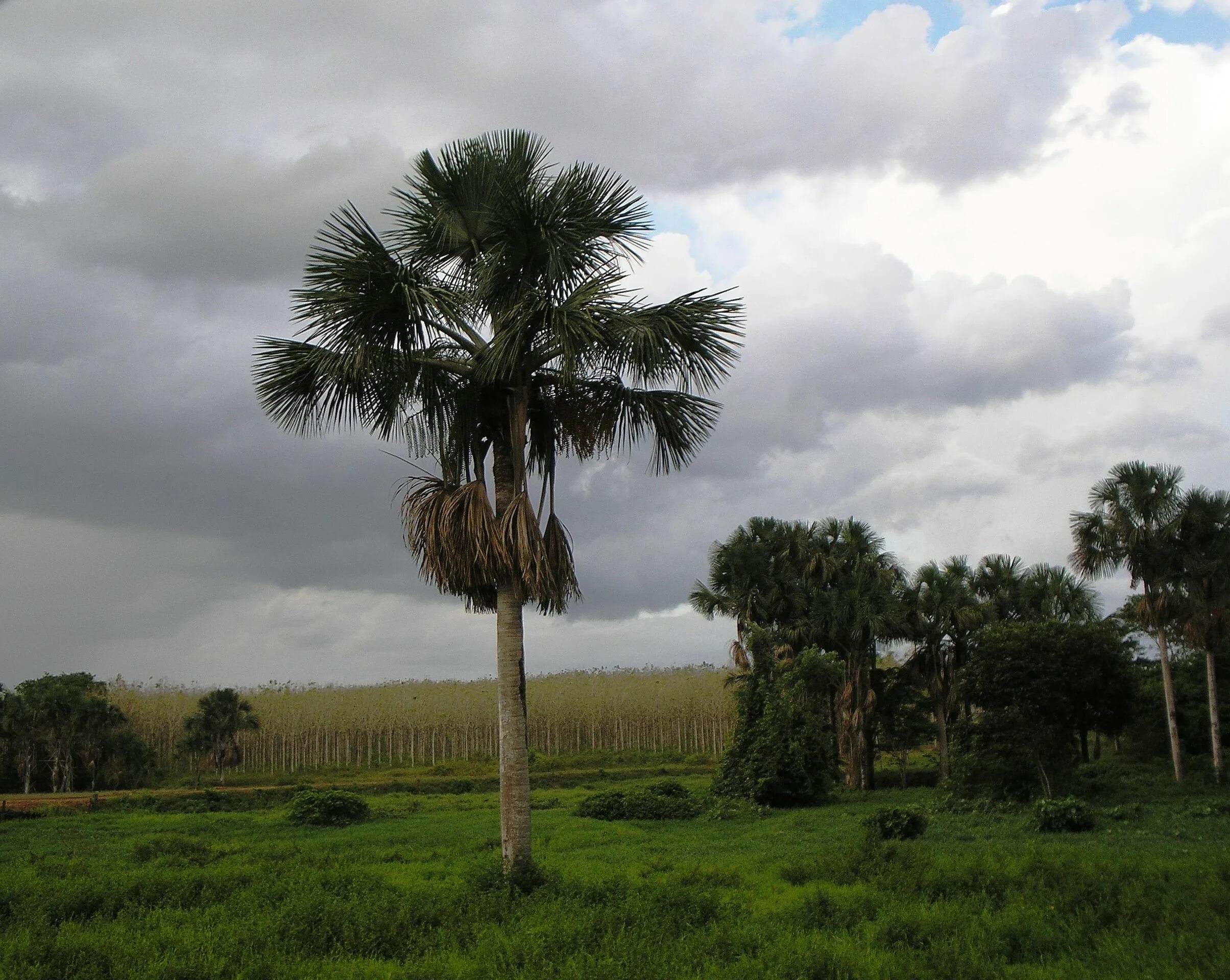 В какой природной зоне растет пальма. Mauritia flexuosa. Маврикиева Пальма. Пальма Мауриция. Маврикиева Пальма в Южной Америке.