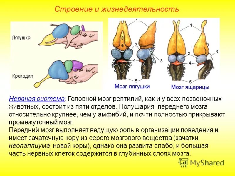 строение головного мозга рептилий. функции отделов головного мозга лягушки. нервная система и головной мозг лягушки. головной мозг лягушки сбоку. средний мозг у лягушки.