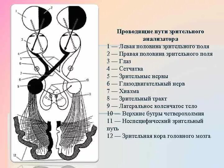 Зрительный нерв образован. Проводящие пути зрительного анализатора схема. Зрительный нерв ,хиазма анатомия. Зрительный анализатор анатомия схема. Схема структуры проводящих путей зрительного анализатора.