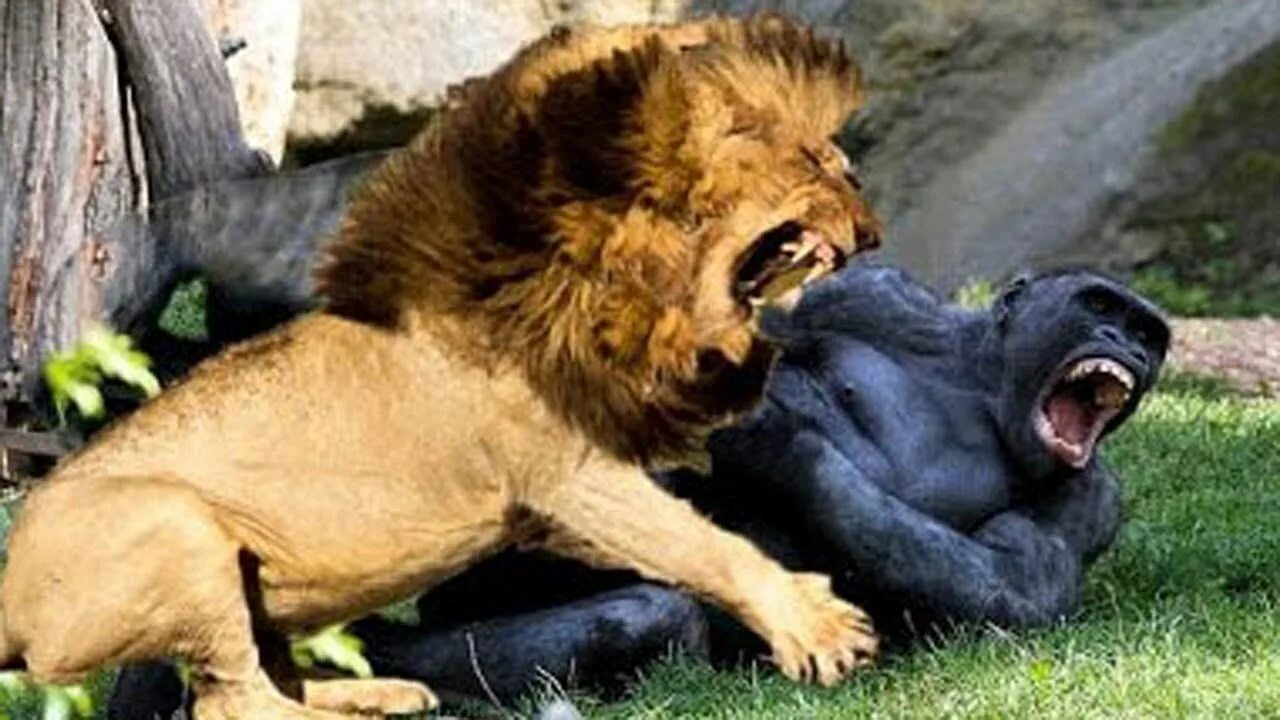 Кто сильнее медведь или горилла. Горилла против тигра. Львы дерутся.