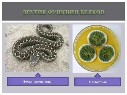 Белки токсины примеры