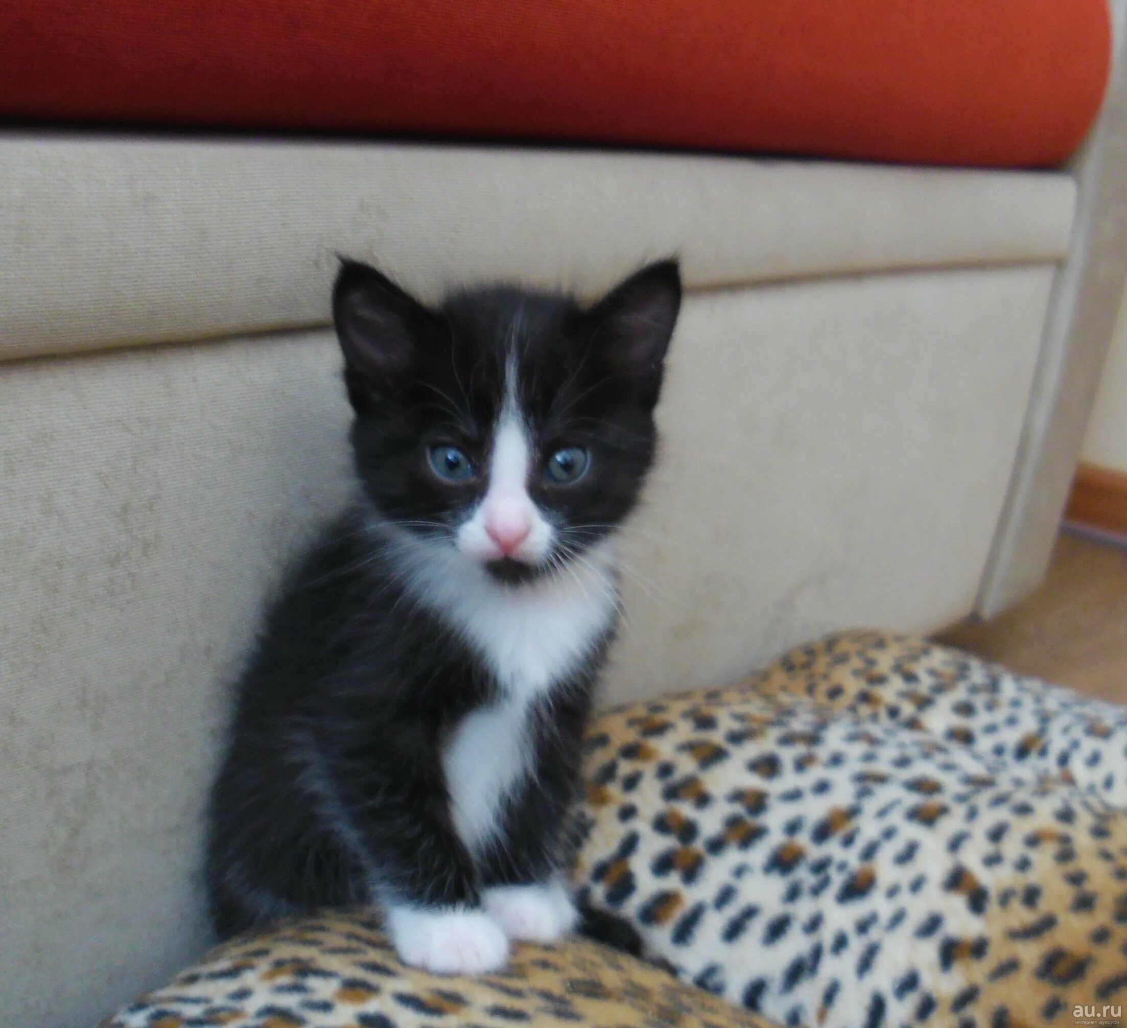 5 месяца. котята которым месяц. британские котята 1 месяц. котенок 1 месяц. трехмесячный котенок.