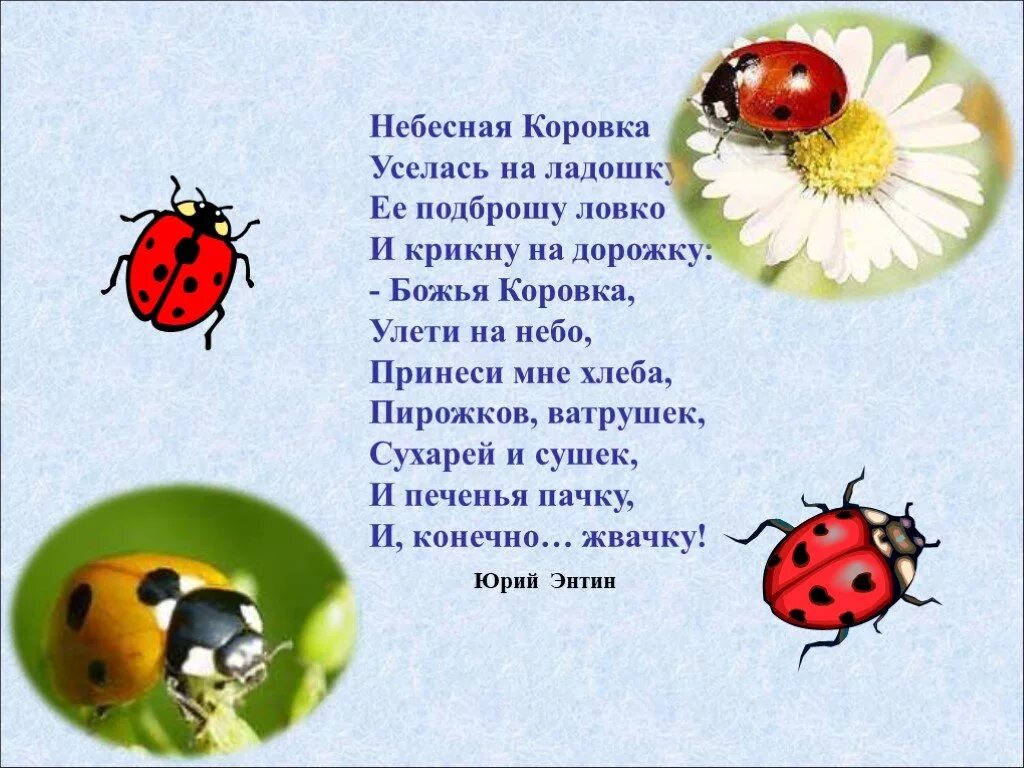 Песня коровка детская. Божьякоровка лети на небо. Божья коровка Улети на небо. Стихотворение про Божью коровку. Божья коровка лети на гебкоз.