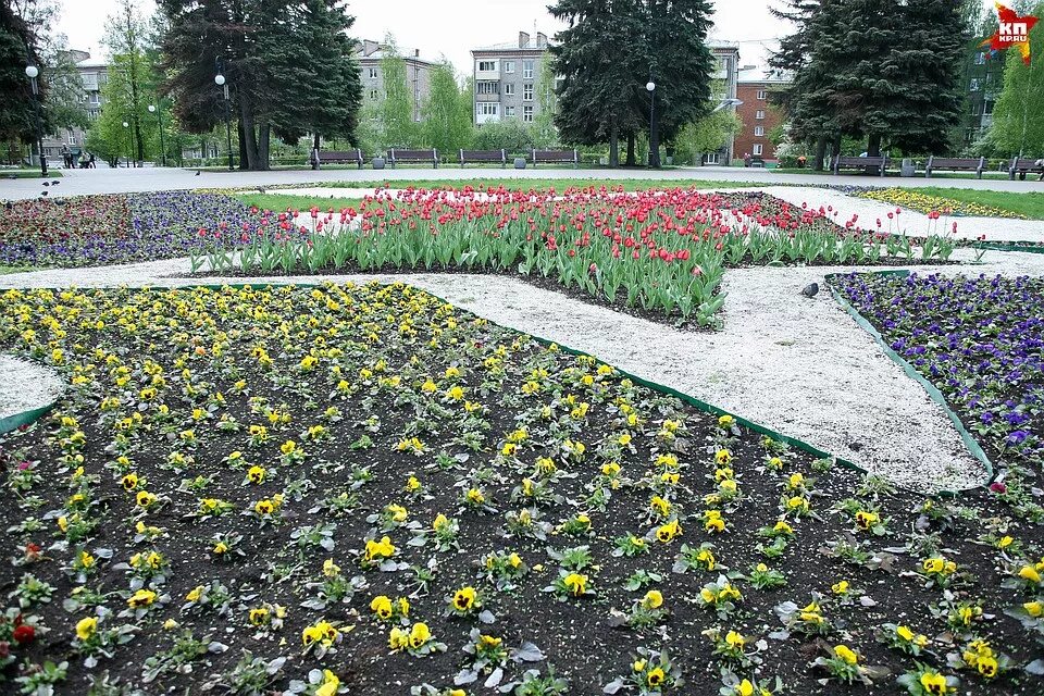 Цветы бабушкинская. Городские клумбы. Городские клумбы весной. Цветники в городе. Цветочные клумбы в городе.