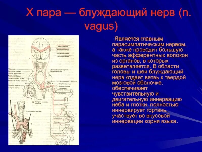 Блуждающий нерв парасимпатическая нервная. Блуждающий нерв. Голосовой нерв где находится. Блуждающий нерв парасимпатический нерв.