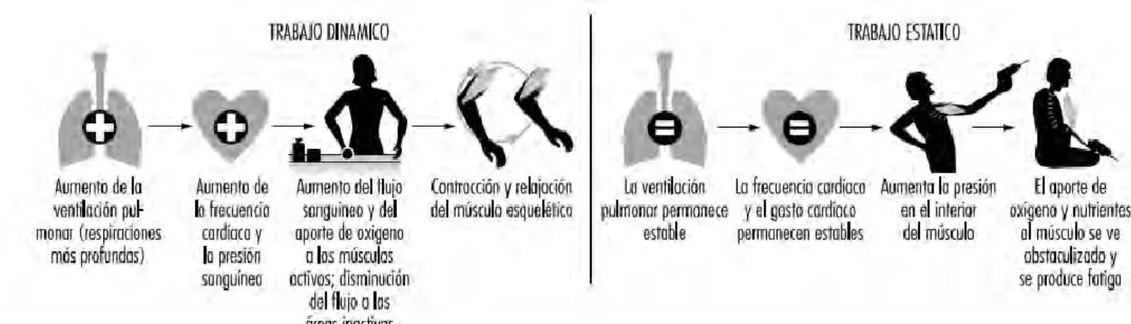 Dynamic work. Muscle work. static and dynamic muscles. working muscle. статика и динамика мышц.