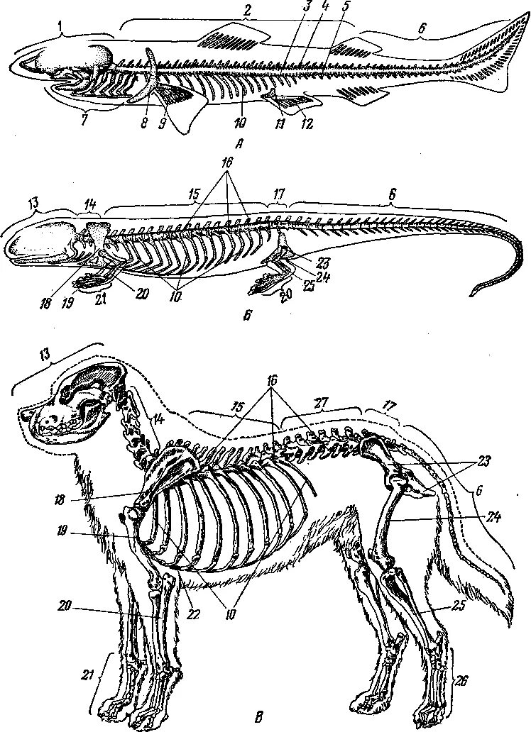 Позвоночник млекопитающих состоит из 4 отделов. Строение скелета позвоночных животных. Строение позвоночника млекопитающих. Скелет позвоночника млекопитающих. Скелетное строение животных.