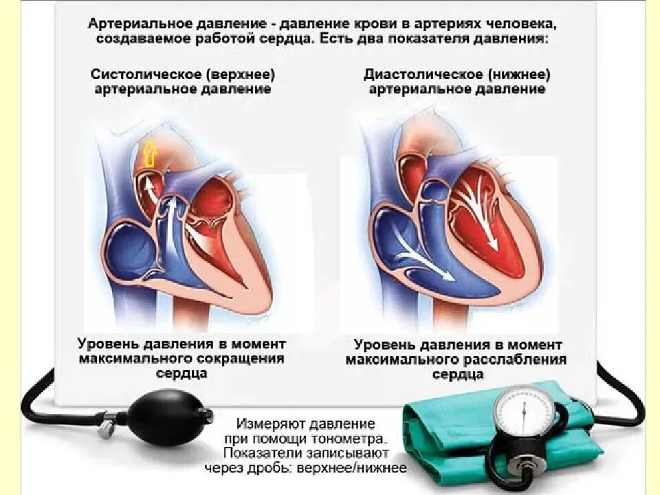 Артериальное кровяное давление. Ад артериальное давление. Показатели артериального давления. Повышение и понижение артериального давления.