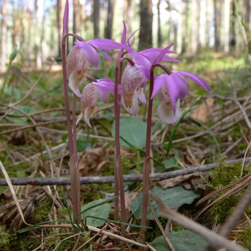 Калипсо луковичная. Цветок Калипсо луковичная. Калипсо луковичная Calypso bulbosa (l.) Oakes. Орхидея Калипсо луковичная. 5 новых видов растений