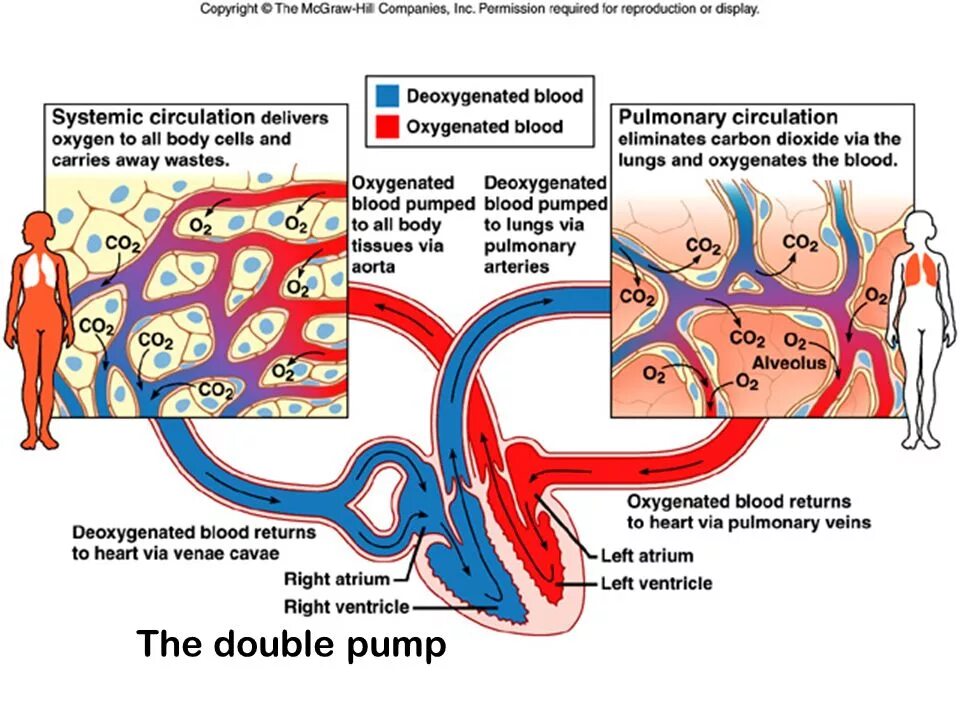Arteries carry blood with. Siberian nutrogunz coldbloodpump 150 g. Pumped blood. Siberian nutrogunz coldblood pump. Weak heart.