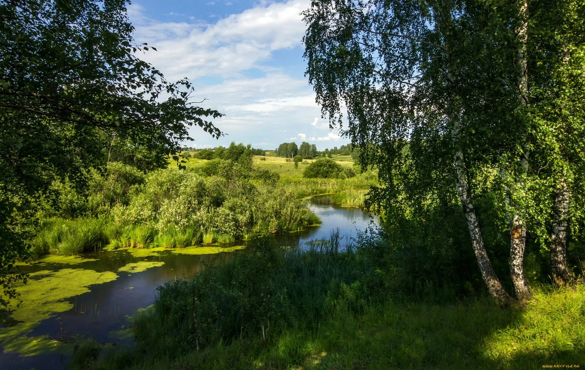 Лето река фото