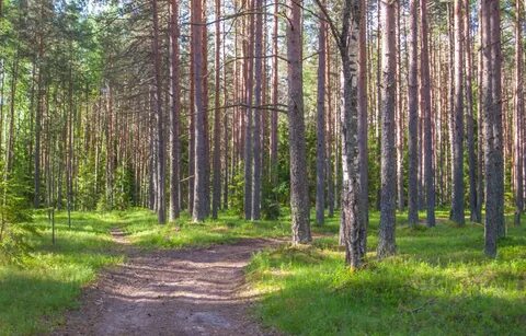 Леса зальные
