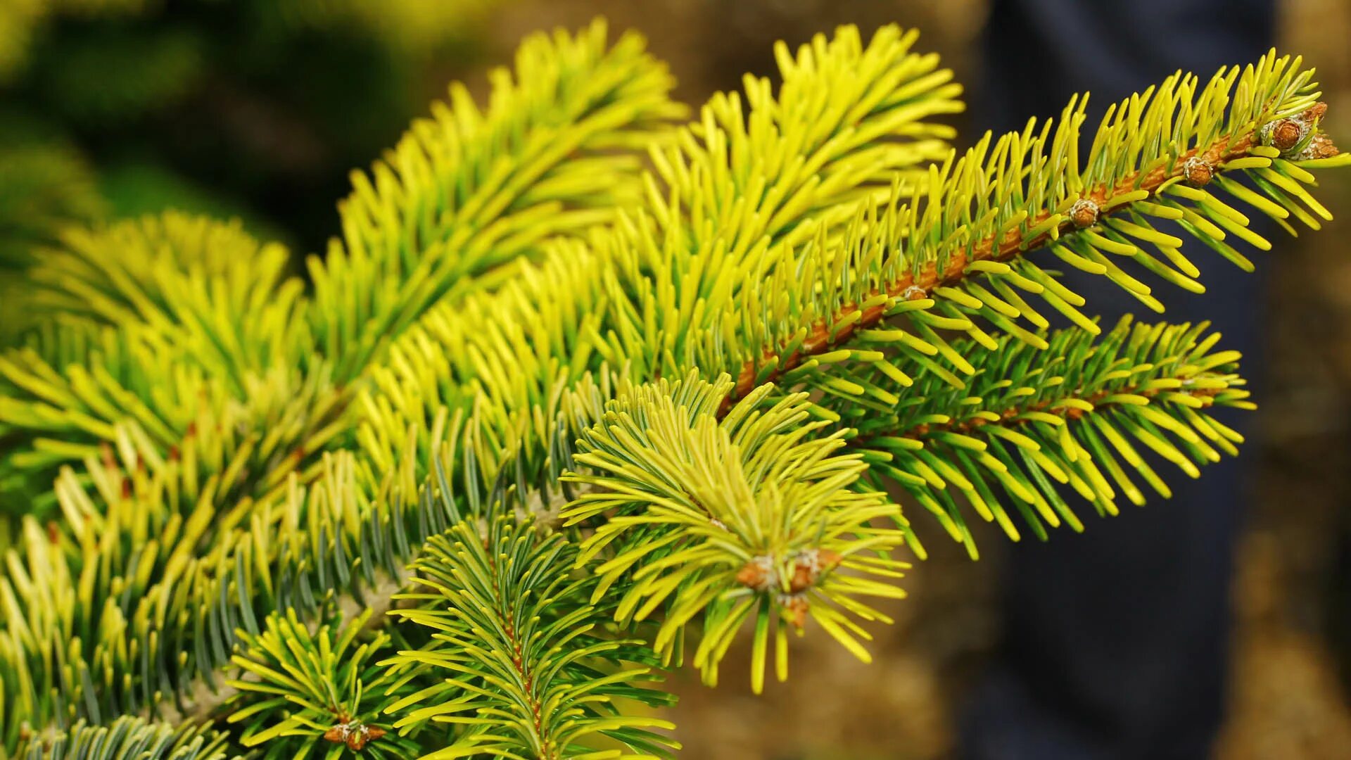 Хвойная видео. Пихта Нордмана. Abies nordmanniana Midwinter Gold. Пихта Нордмана (Abies nordmanniana. Пихта Нордмана Midwinter Gold.