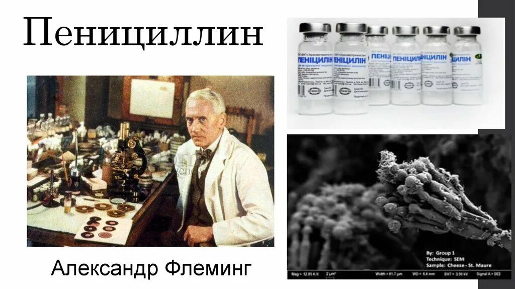 Пенициллин препарат микробиология. Синтез пенициллина. Плесневые грибы пенициллин. Возьми пенициллина. Флеминг открытие антибиотиков.