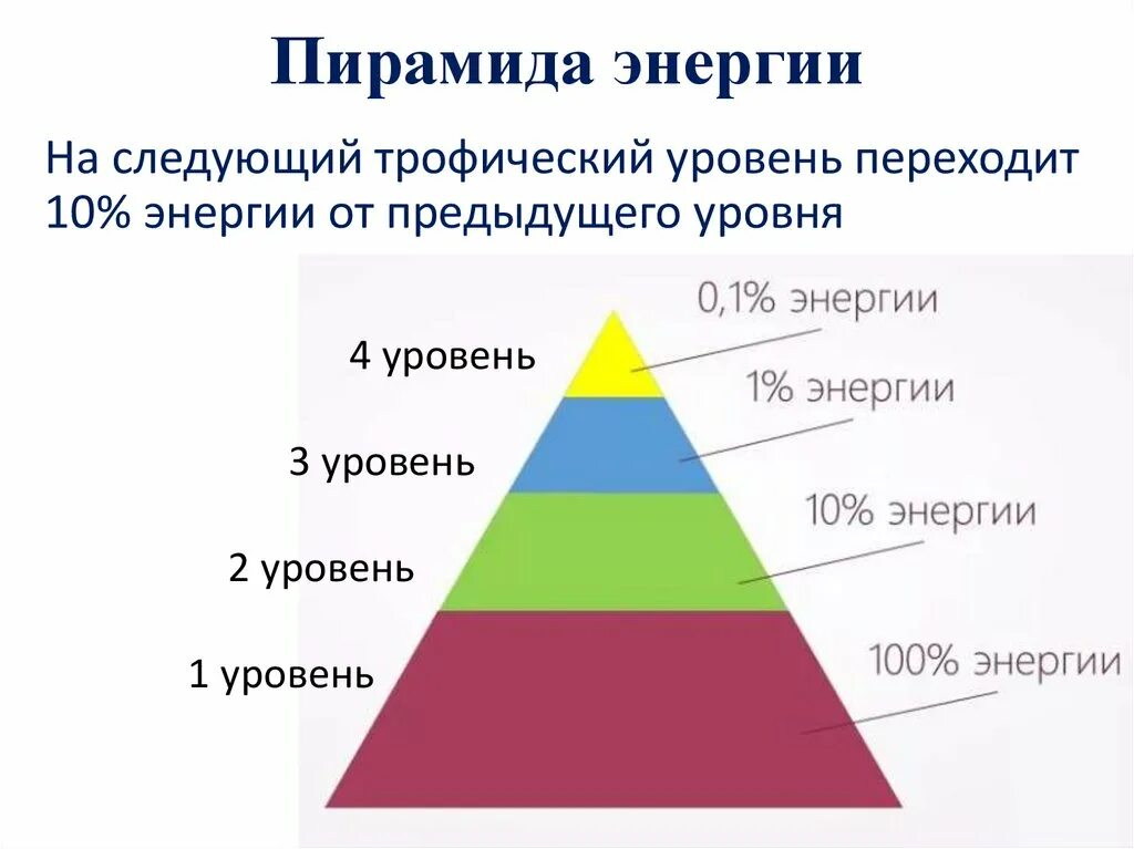 Пирамида энергии. Экологическая пирамида энергии. Энергетика пирамиды. Пирамида энергиц.