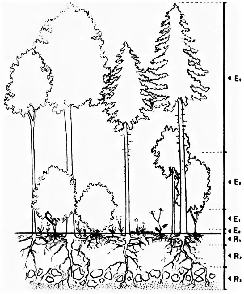 Растительное сообщество рисунок. Этажи леса схема. Надземная ярусность. Ярусность леса схема. Корневая ярусность.