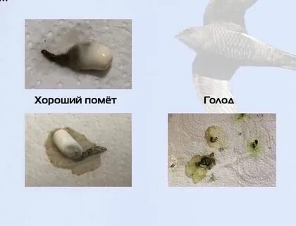 Помет гуся