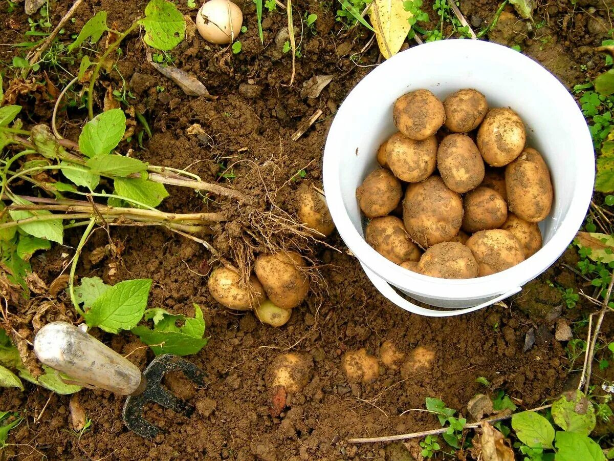 Урожай картошки во сне. Мелкая картошка. Собирала гнилую картошку во сне. Клубни красной картошки. Урожай картошки во сне.