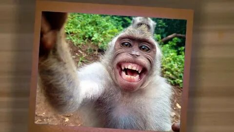 Күлкілі кисканың фотосы