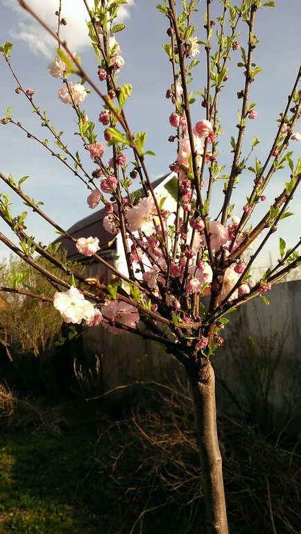 Посадка миндаля. Миндаль обыкновенный (Prunus Dulcis). Миндаль дерево плодоносящее Урал. Миндаль декоративный осенью. Миндальное дерево в ландшафтном дизайне.