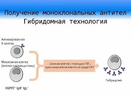 Метод получения гибридных клеток