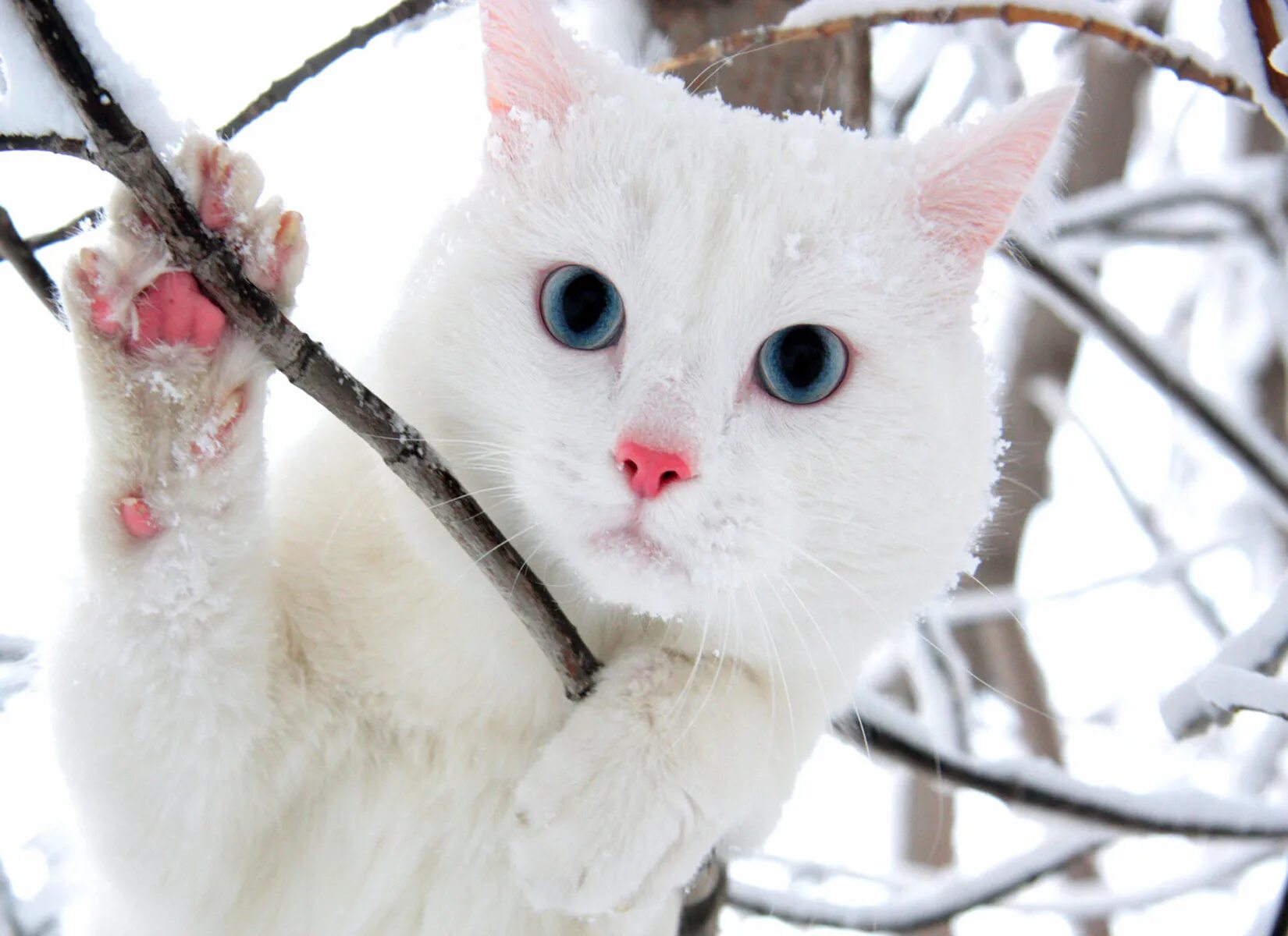 Белый кот в снегу. Зимние котики. снежный кот. белая кошка и зима. белый кот на снегу.