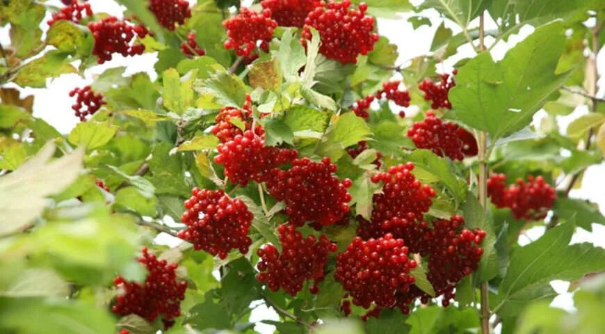 Калинник фото. Калинник. калинник рязань.