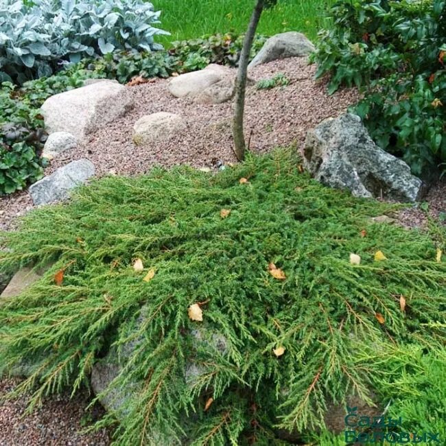 Можжевельник Грин карпет. Можжевельник обыкновенный Green Carpet. Можжевельник Грин карпет на штамбе. Можжевельник горизонтальный Грин карпет. Грин карпет описание