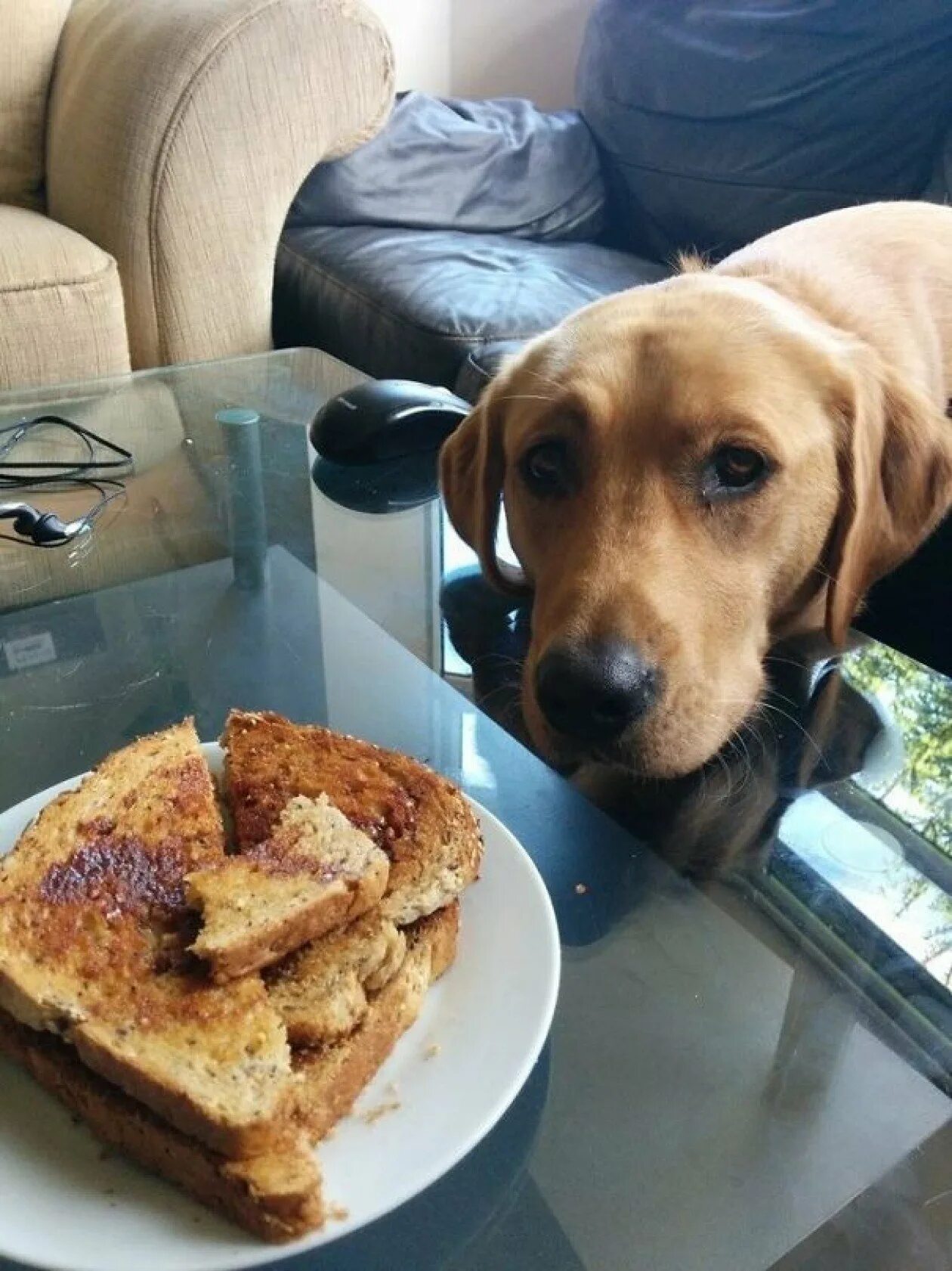 Принесите мясо тут голодные собаки
