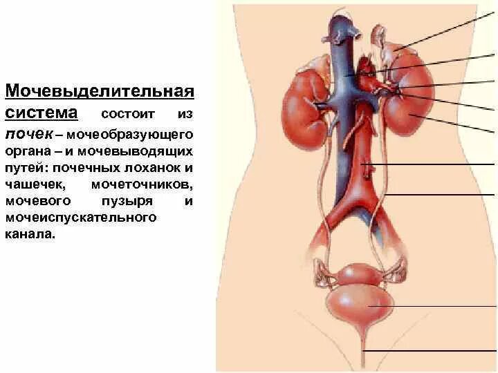 Мочевыделительная система мочевой пузырь. Анатомия органов мочевыделительная система. Мочевыделительная система анатомия рисунок. Мочевыводящие пути строение анатомия.