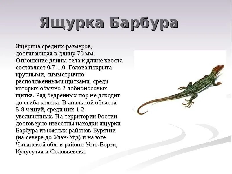 Ящерица основа слова. Ящурка барбура описание. ящурка барбура красная книга. ящурка барбура в забайкалье. ящерица барбура.