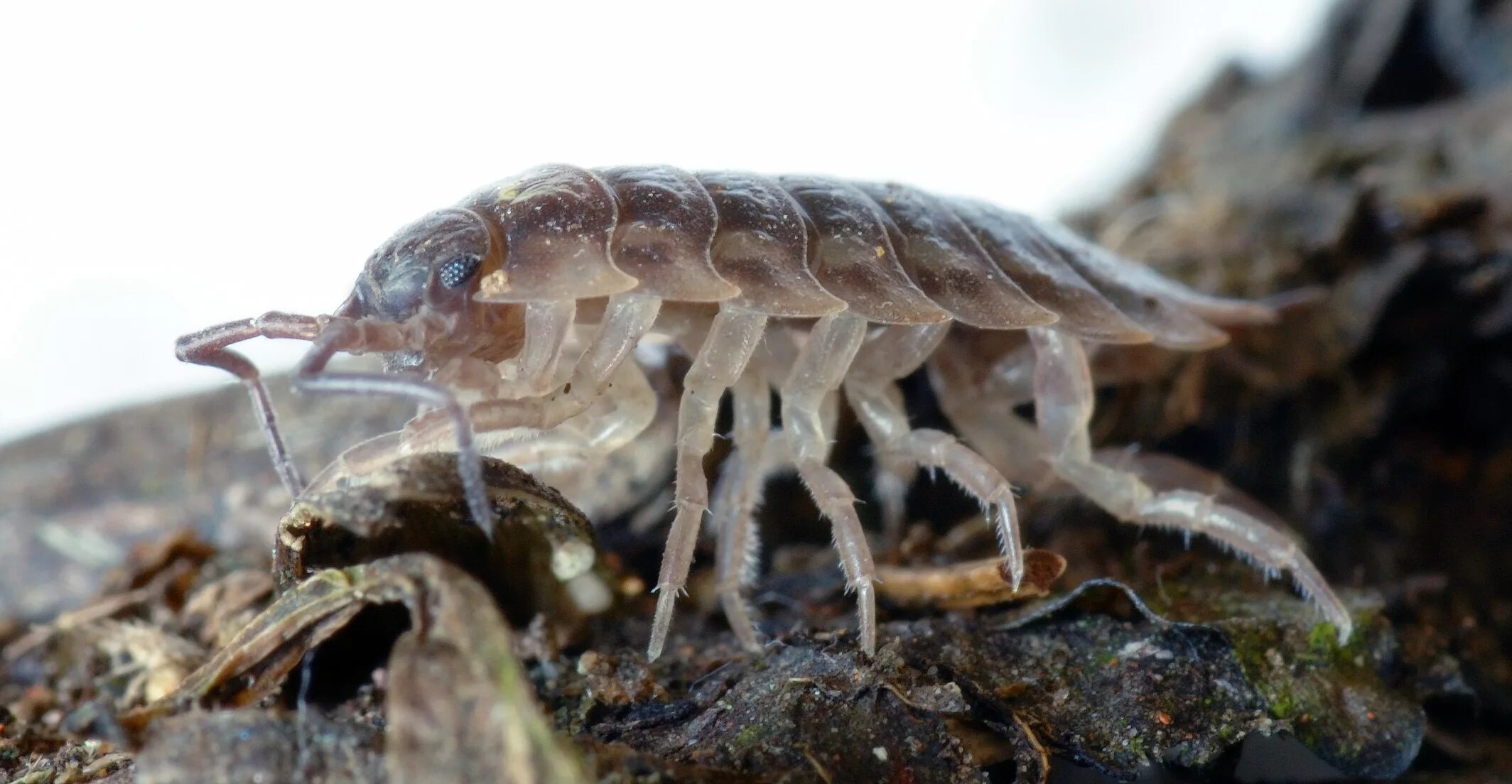 Отряд равноногие ракообразные. Мокрица Oniscus. Мокрица шероховатая (Porcellio scaber). Членистоногие мокрица.