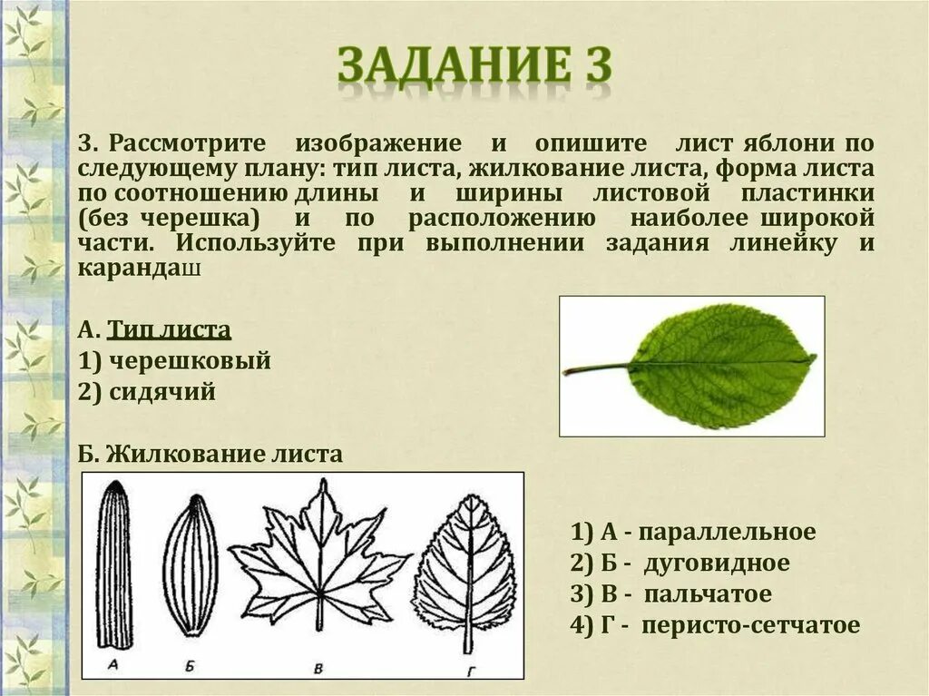 Форма листа киви. Типы жилкования листовой пластинки. Можжевельник жилкование листовой пластинки. Лист березы форма листовой пластинки. Тип жилкования листа березы.