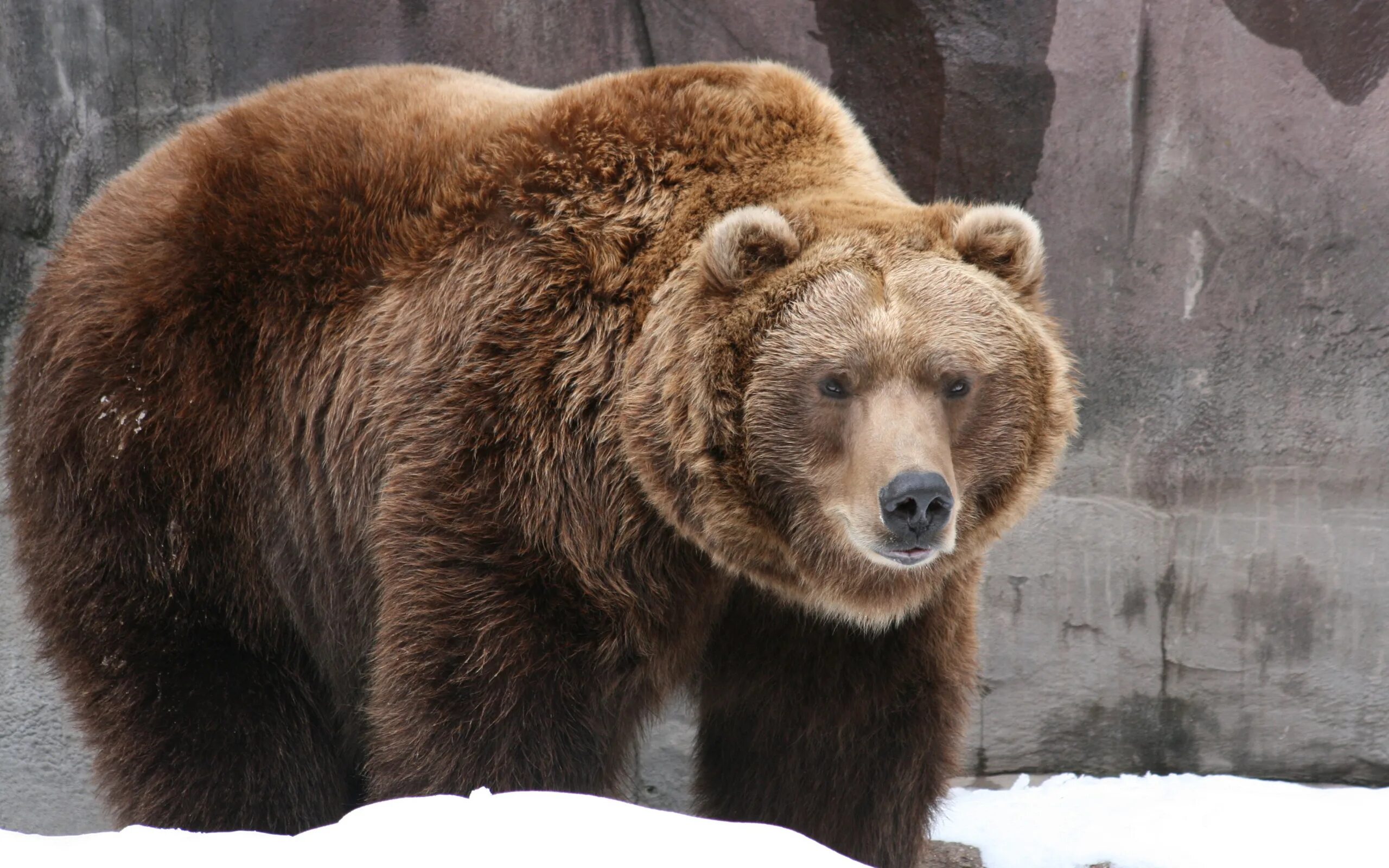 Картинка медведь. Сибирский бурый медведь. Медведь Гризли. Бурый медведь (лат. Ursus arctos). Гризли и бурый.