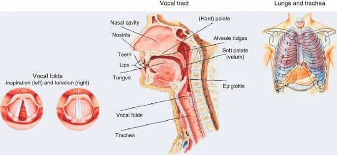 Passive organs of speech. Organs of speech. organs of speech phonetics. speech organs and their functions. the organs of speech and their work.