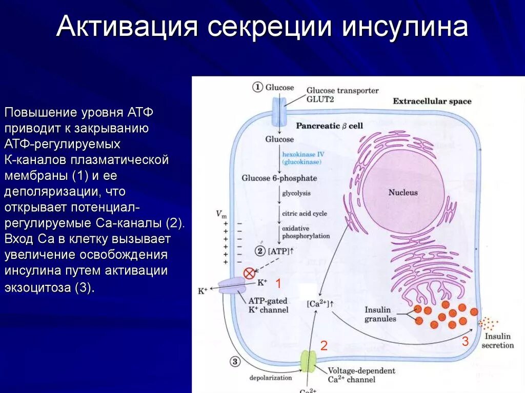 Усиление выработки инсулина