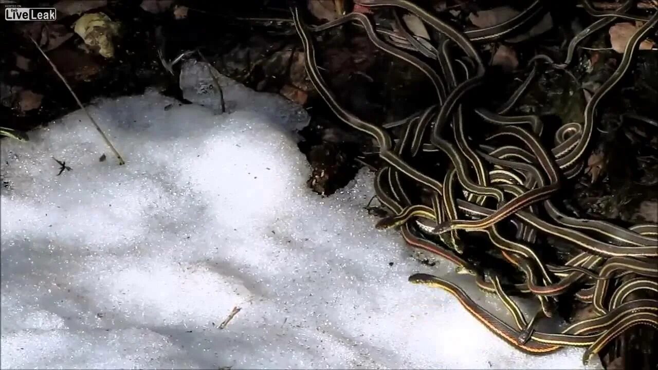 Гадюки зимой. Змеиное гнездо гадюки. Змеи в спячке. Змея зимует.