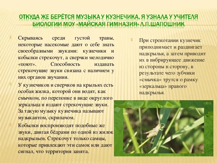 Как стрекочет кузнечик. Зачем кузнечики стрекочут. Доклад про кузнечика. Зачем кузнечики стрекочут. Стрекот кузнечика георгиев 2 класс.