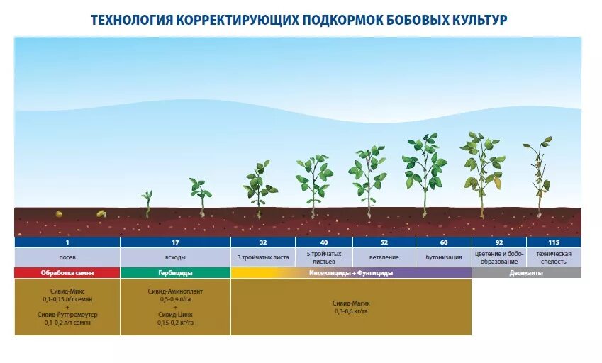 Фазы роста и развития зерновых бобовых культур. Система удобрений. Система удобрения сои. Минеральные удобрения для бобовых.