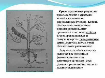 Какие процессы обеспечивают транспорт минеральных
