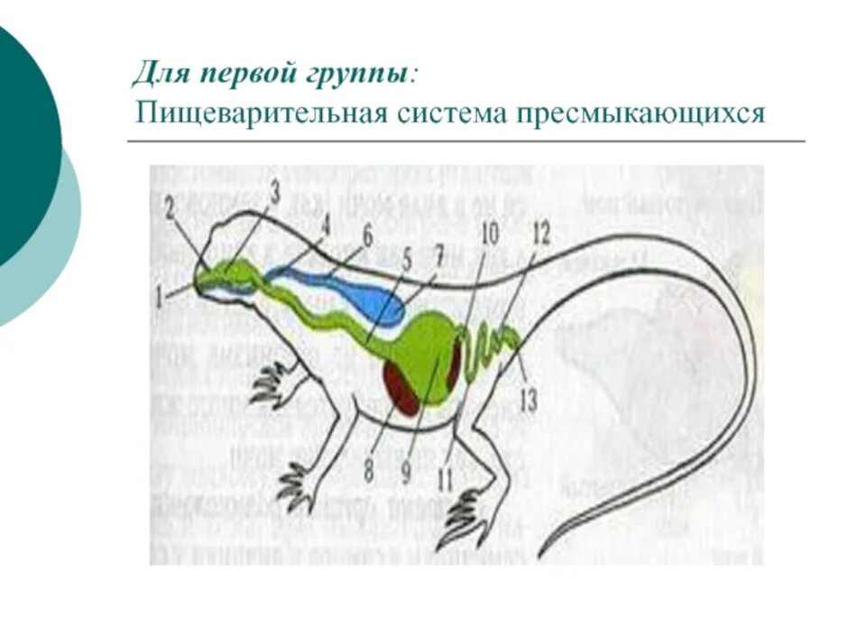 Схема строения пищеварительной системы пресмыкающихся. Пищеварительная система ящерицы схема. Пищеварительная система рептилий 7 класс биология. Пищ система пресмыкающихся.