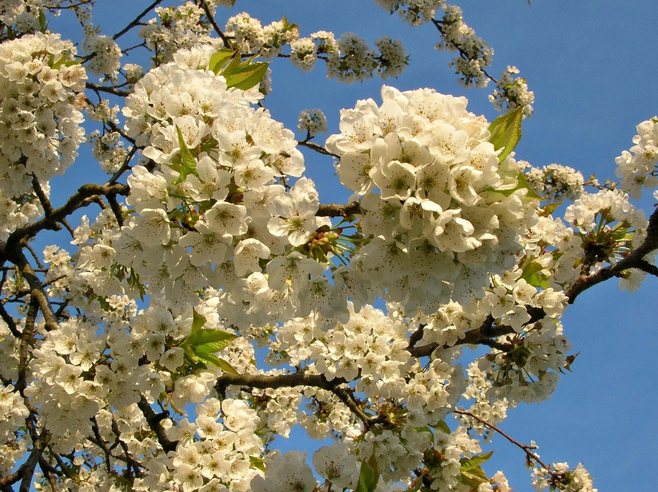 Какое дерево цветет белым цветом. Цветущие деревья. Деревья цветущие в июне. Деревья цветущие белыми цветами в мае. Дерево цветет в июне.
