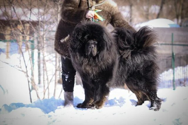 тибетский мастиф окрасы. родословная тибетского мастифа сноу прайд лилинг. тибетский мастиф арт. ездовой мастиф. щенок красного тибетского мастифа.