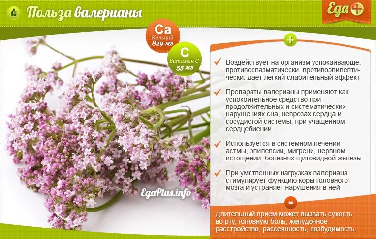 ). Действие валерианы на организм. Действие валерианы на организм. Корвалол и валерьянка. Валериана в каплях.