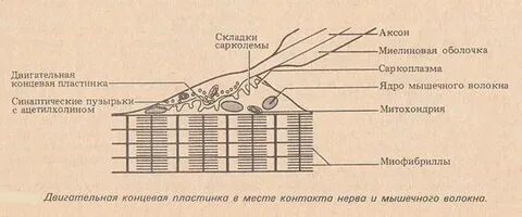 Нервно мышечная концевая пластинка