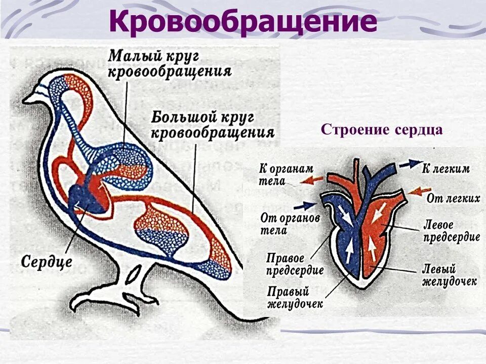 Строение сердца и кровеносной системы птиц. Схема строения кровеносной системы птиц. Строение малого круга кровообращения у птиц. Строение кровеносной системы голубя.