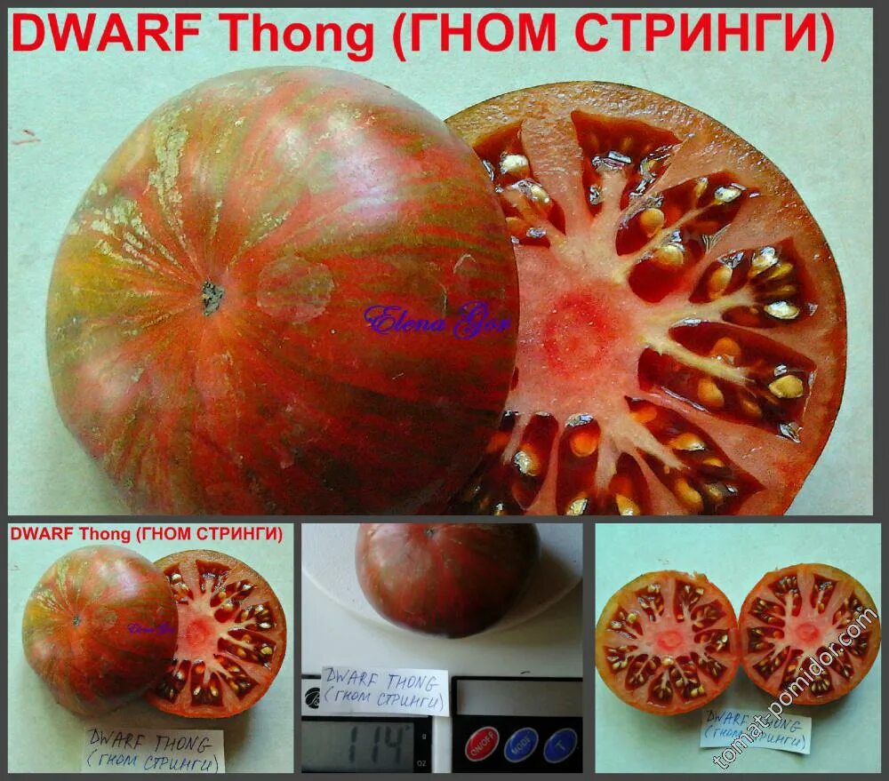 Томат Гном стринги Мязина. Томат Гном стринги (полосатый). Томат Гном стринги. Сорт томата стринги. Гном стринги томат отзывы характеристика и описание