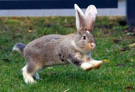 Real animal