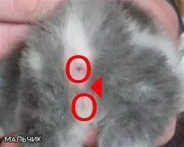 Как определить котенка мал. Как определить пол котёнк. как определить плл котёнка.